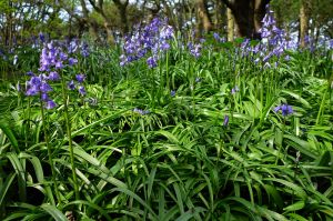 More scouse bluebells!